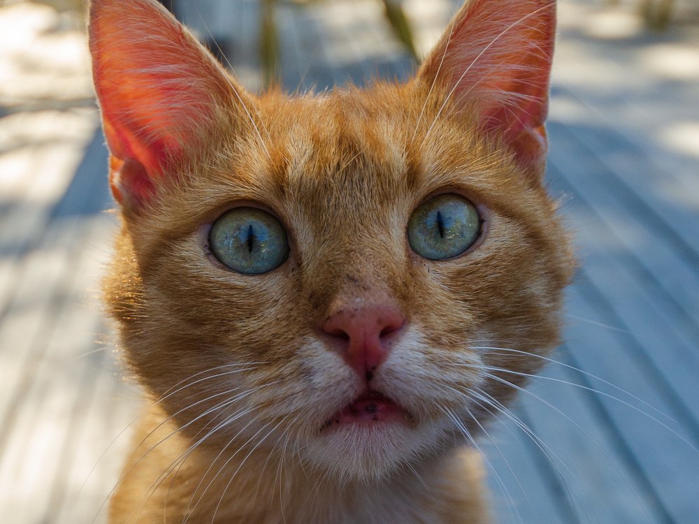 Фотография автора Юрий Макаров