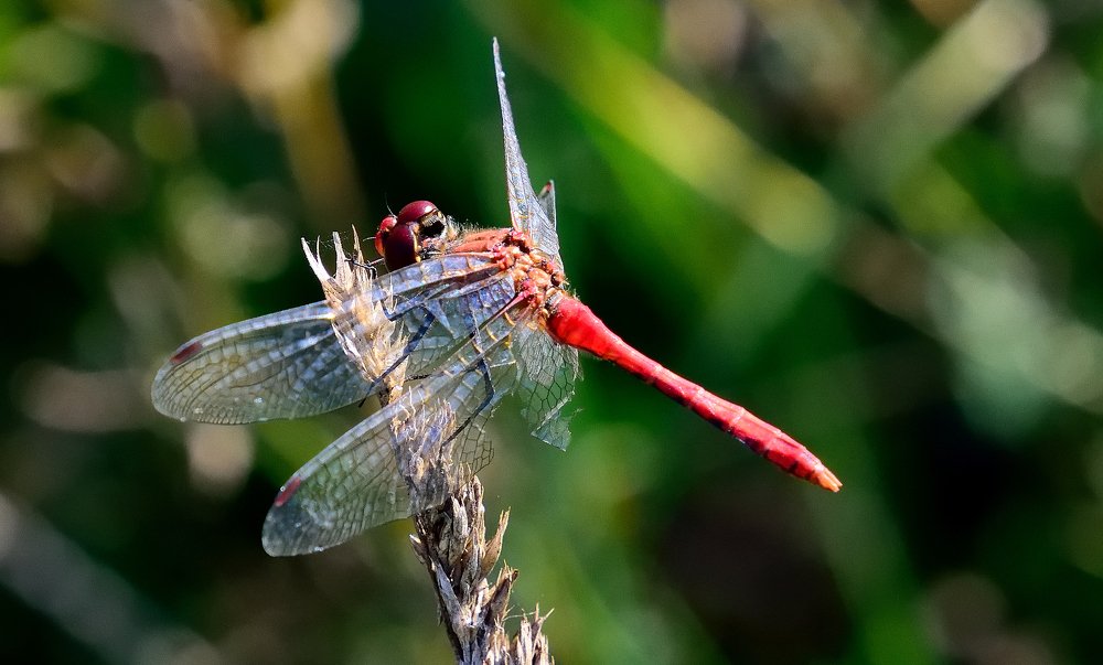 Стрекоза с надломанным крылом
