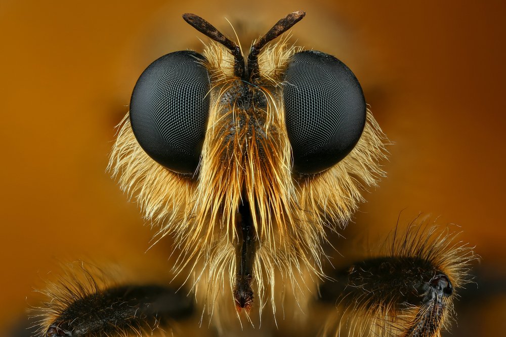 Ктырь лафрия