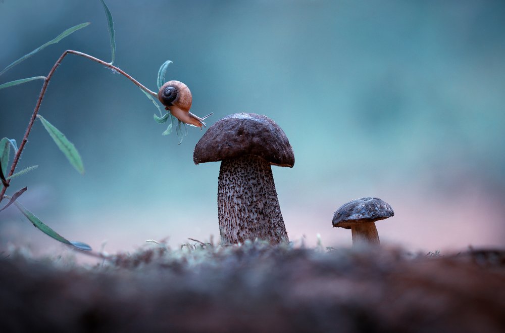 Photograph by Людмила Гудина