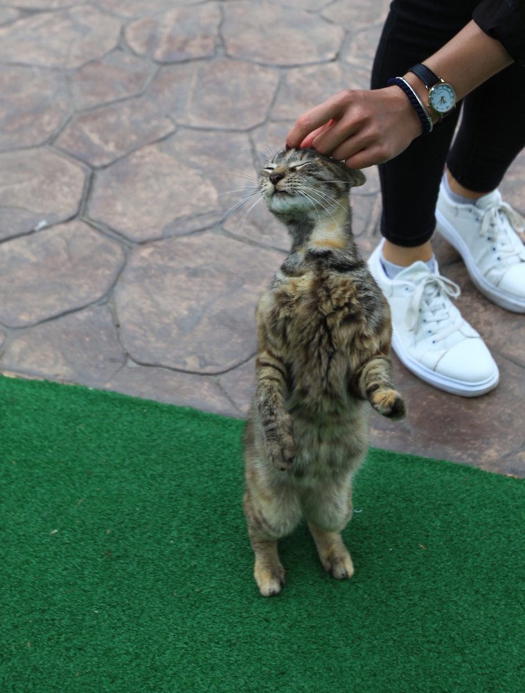 Фотография автора Денис Сухинин