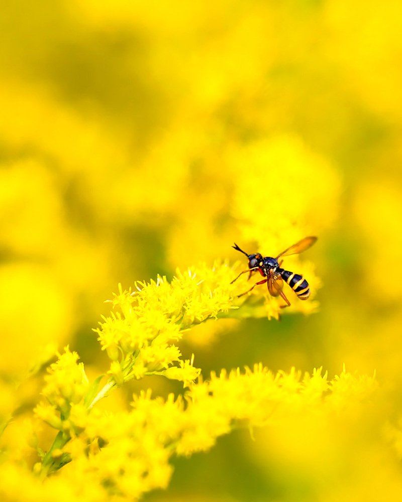 В летнем мареве