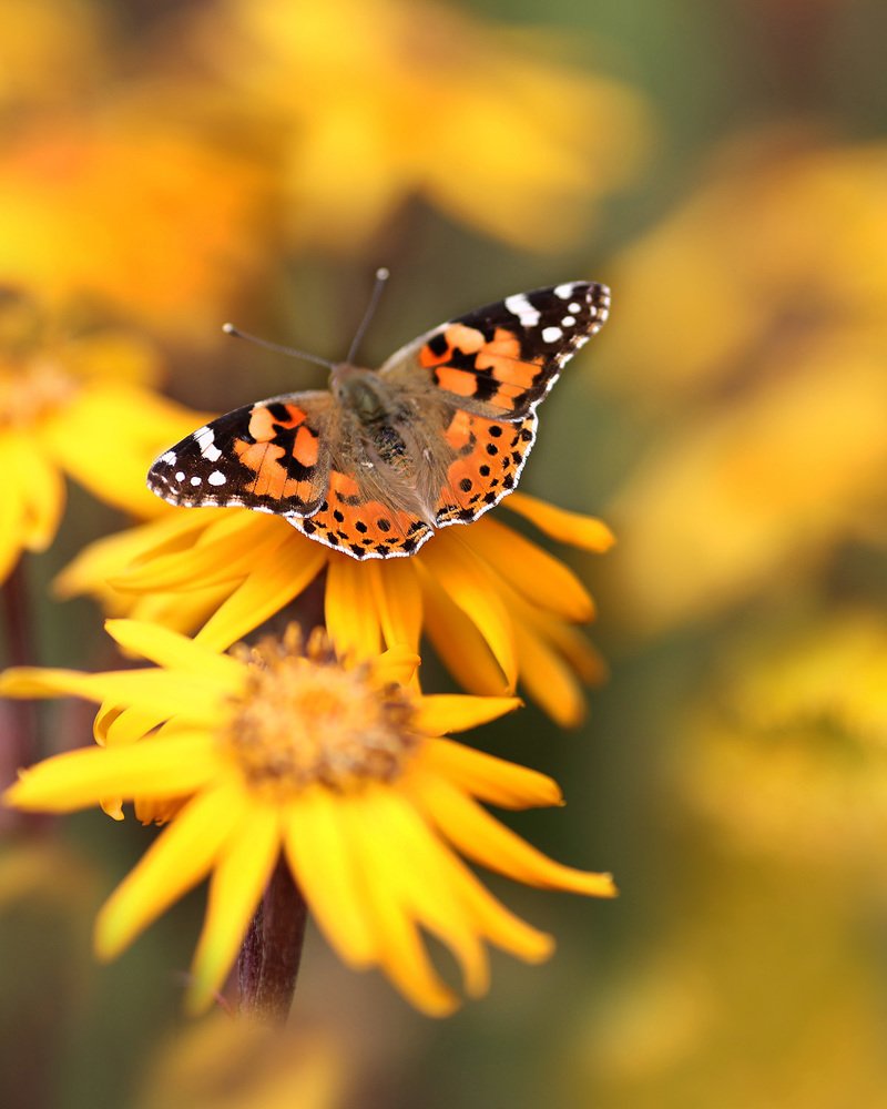 О бабочке и лете.