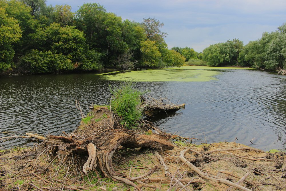 Деревенский пруд