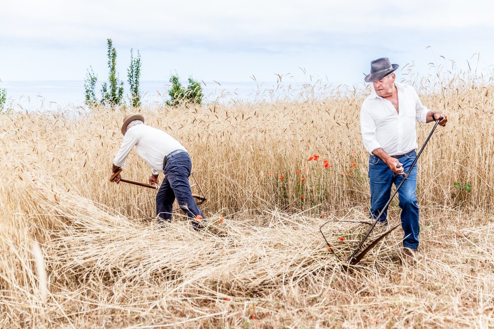 Harvest day