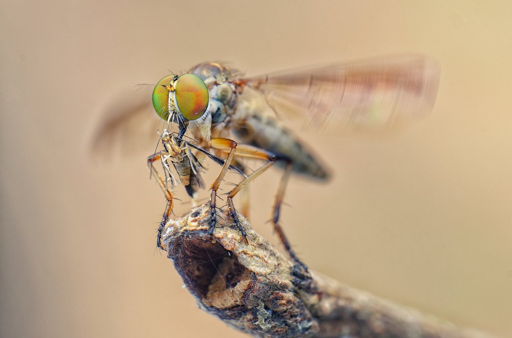 The Predator - Robber fly
