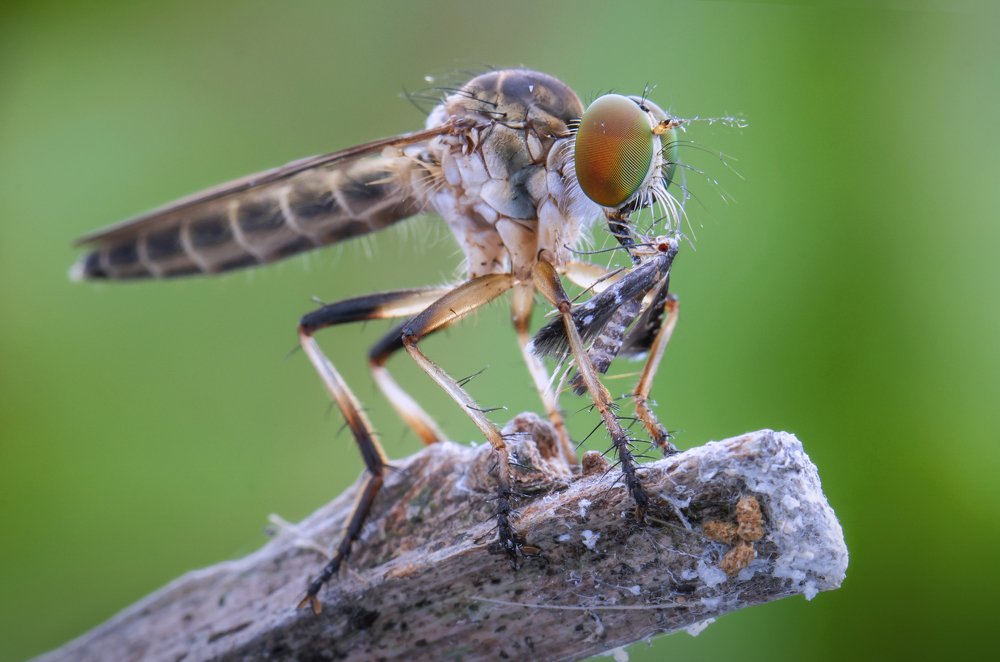 Assassin fly