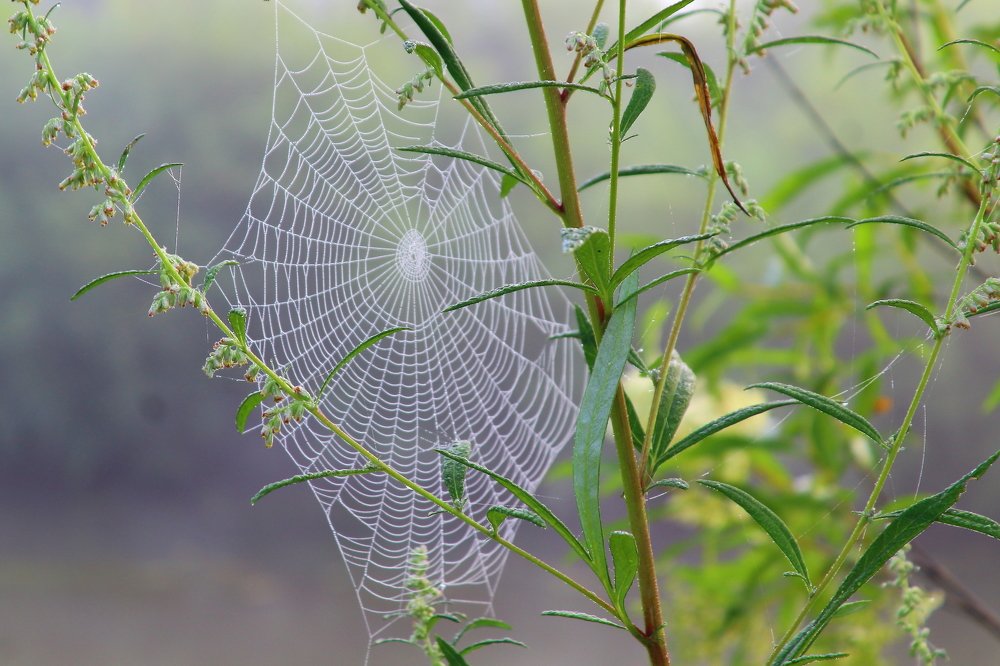 Паутина над рекой