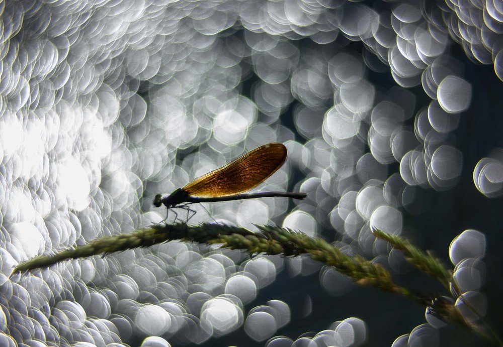 Красотка в бокешках.