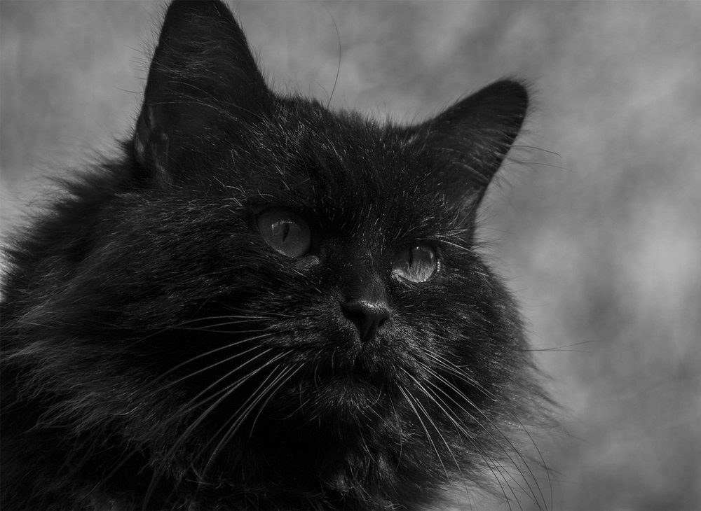 Портрет одной Персоны...