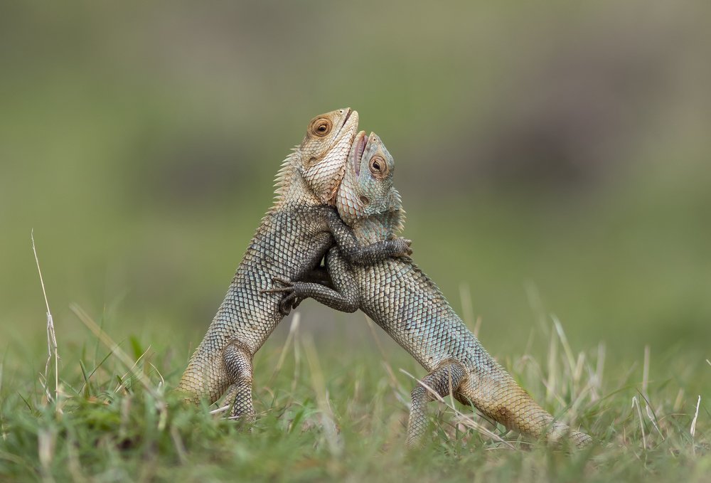 Garden Lizard males fighting for the female lizard's attention.