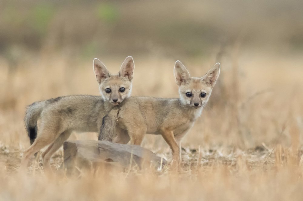 Indian fox kits