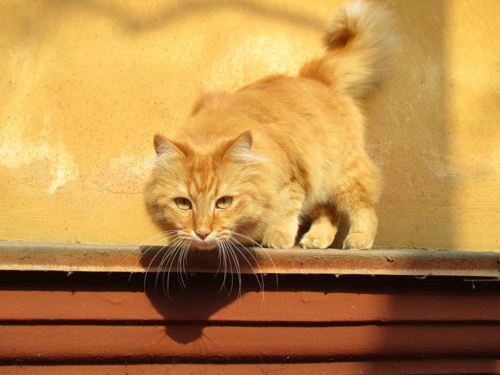 Солнечный кот