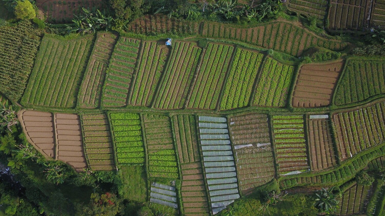 field rice