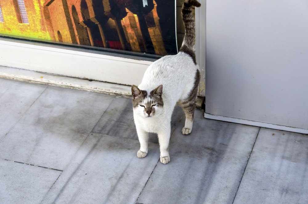 Просто кошка