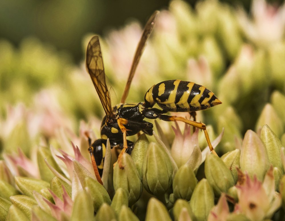 Оса на цветке