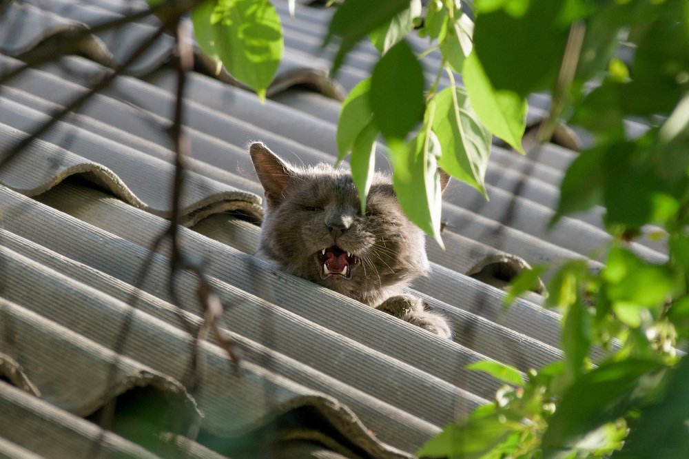 Кот на крыше.