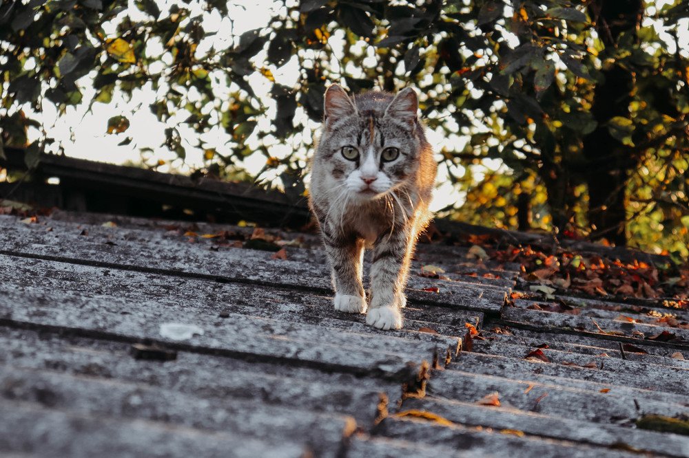 Незнакомка.