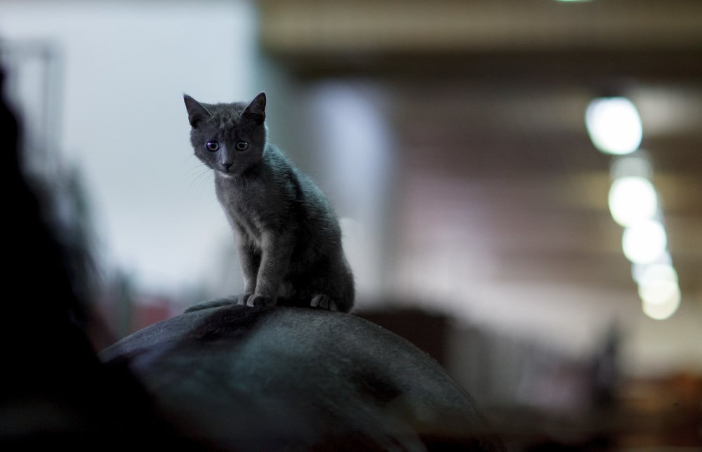 Фотография автора Денис Сухинин