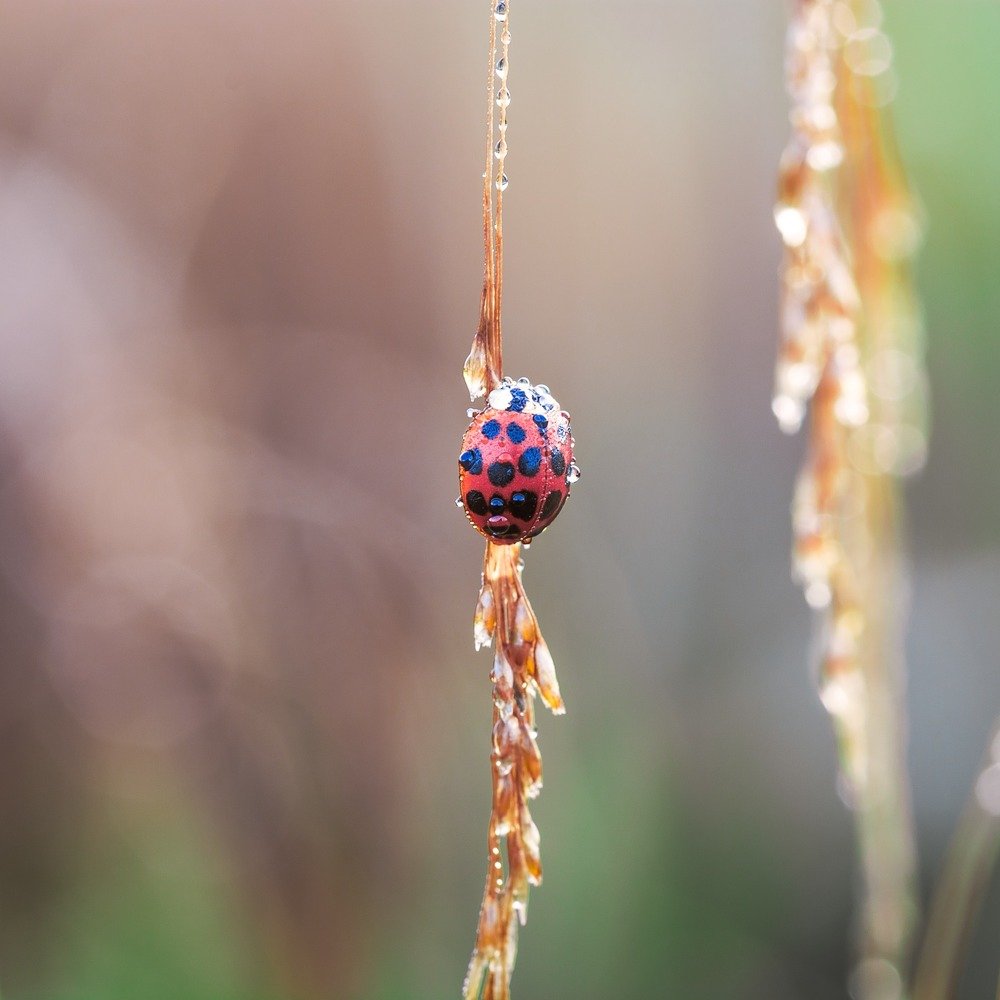 Wet Ladybird