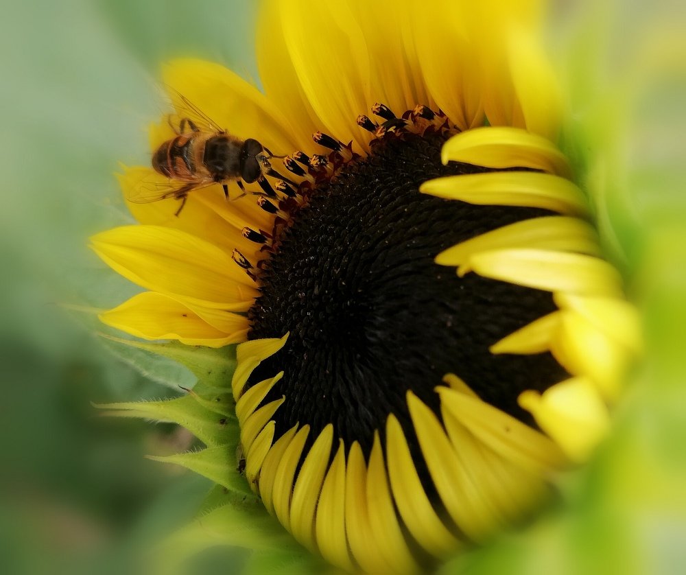 Маленькая труженица