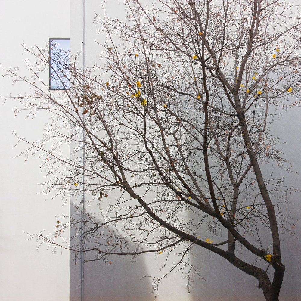 Осенний клён