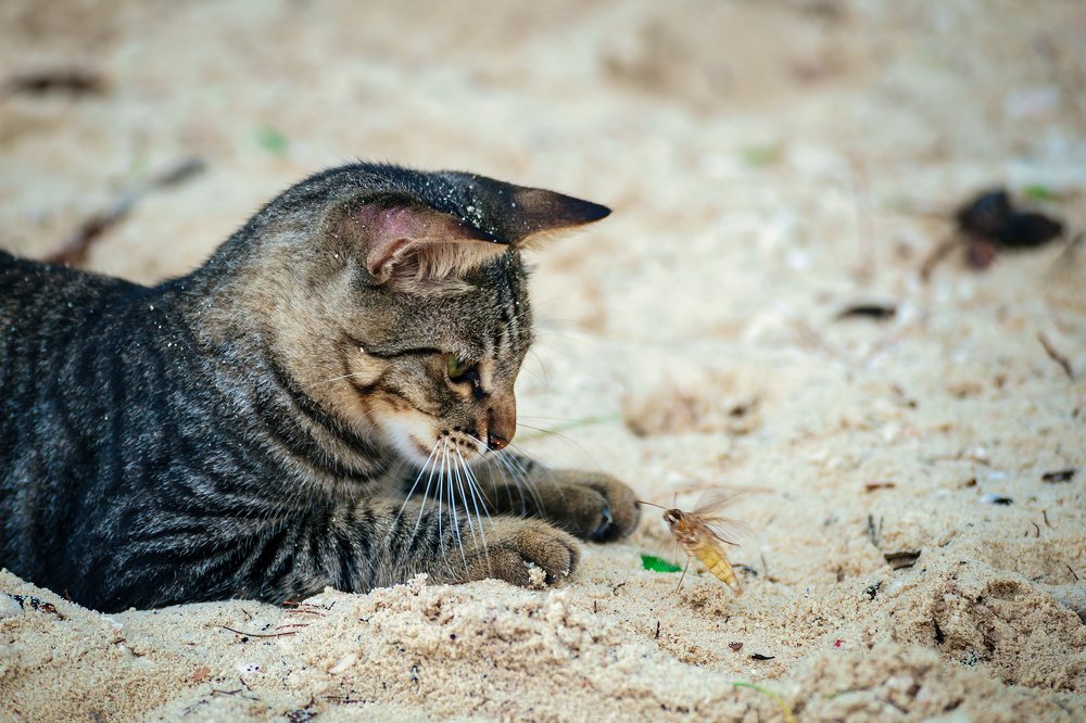 Игры с бражником