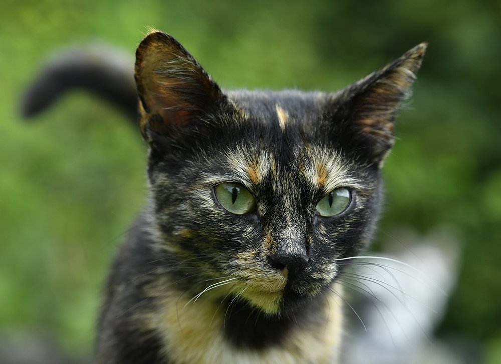 Кошка из леса.