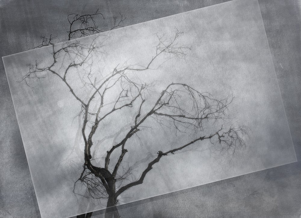 Старое дерево