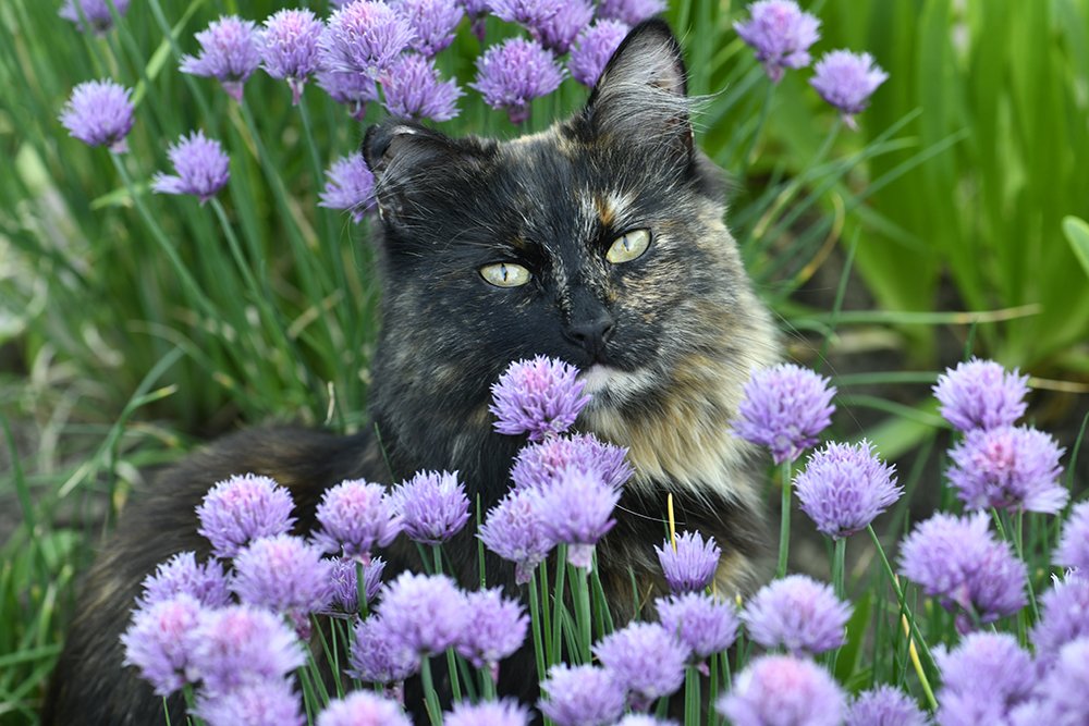 Дачница Чуня !