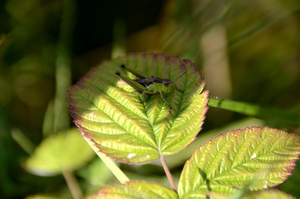 Мастер светомаскировки