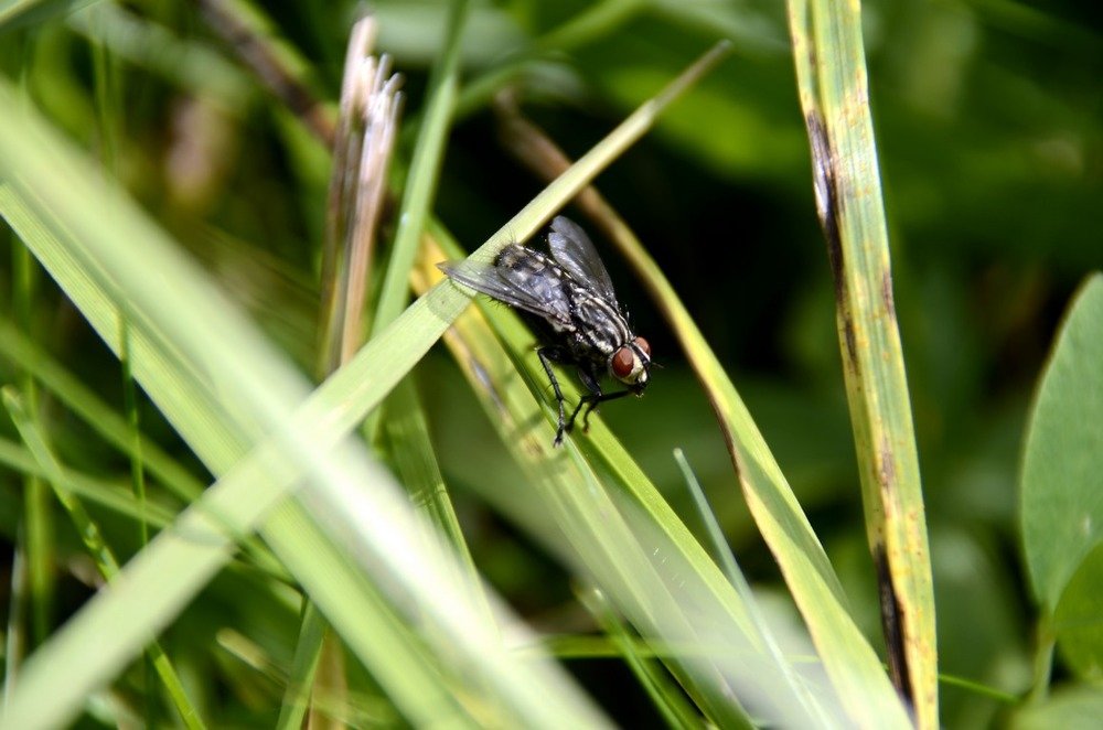 Муха цокотуха