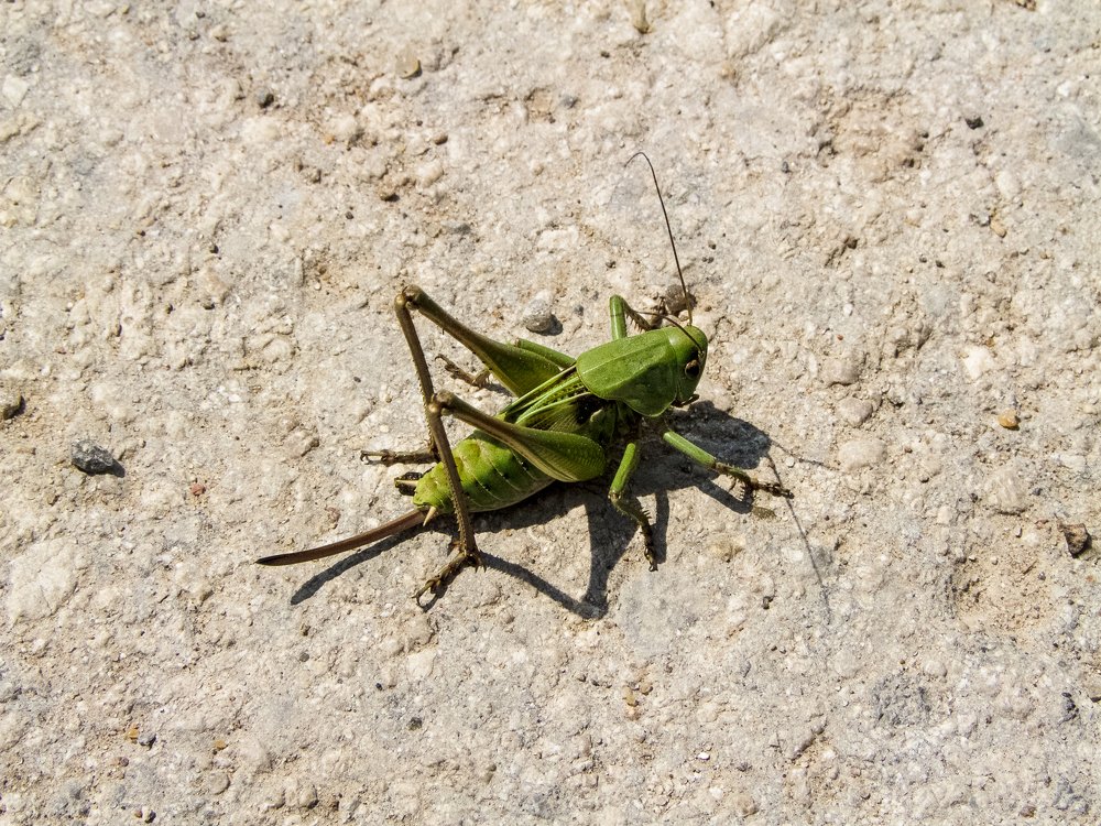 Кузнечик