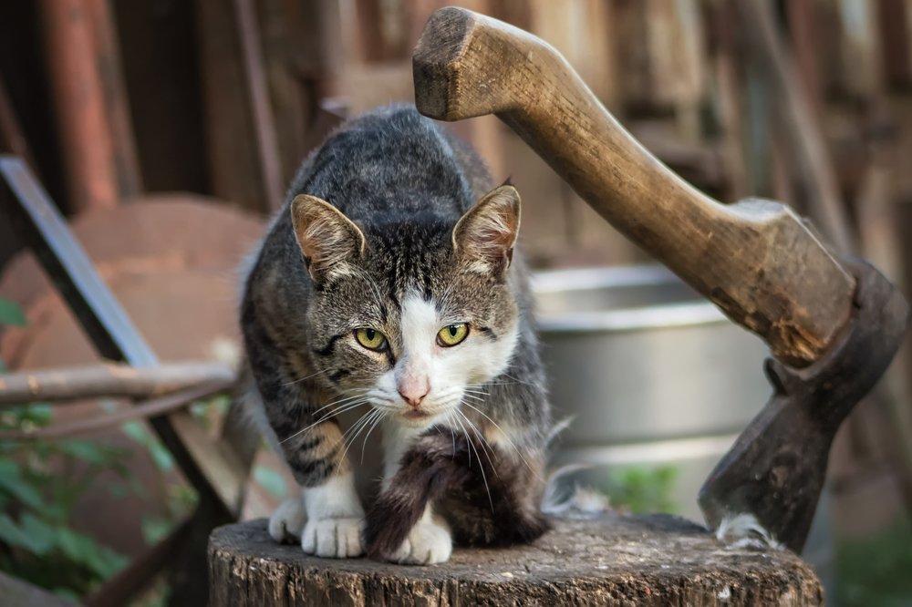 Преступление и наказание