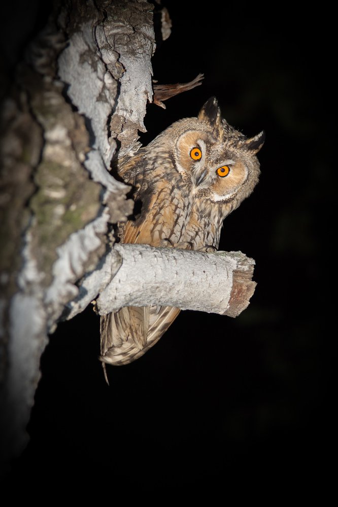 Совенок Савва
