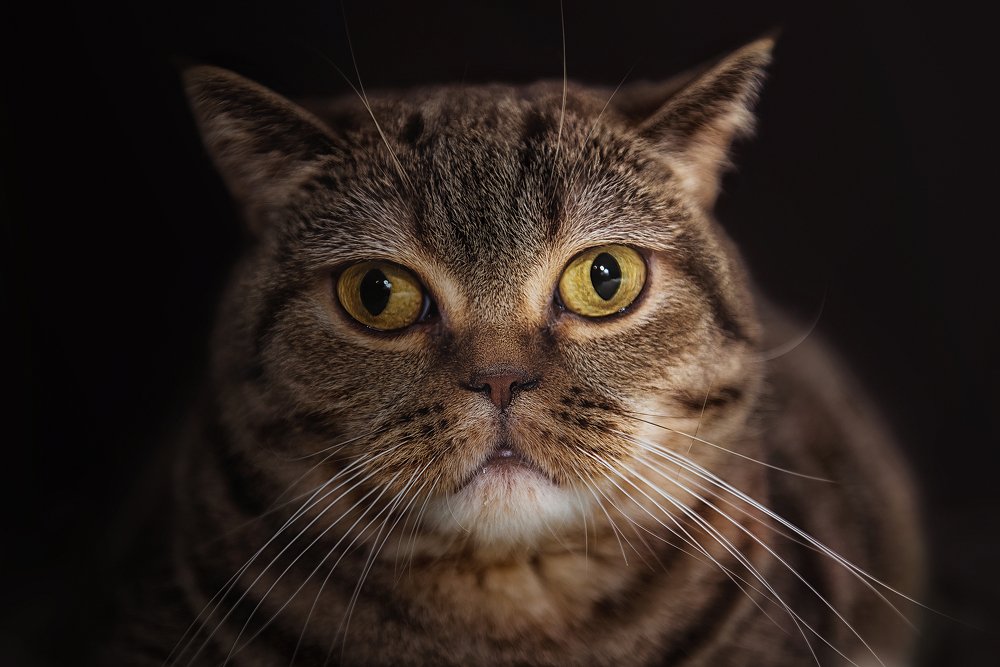 Фотография автора Наталья Тагай