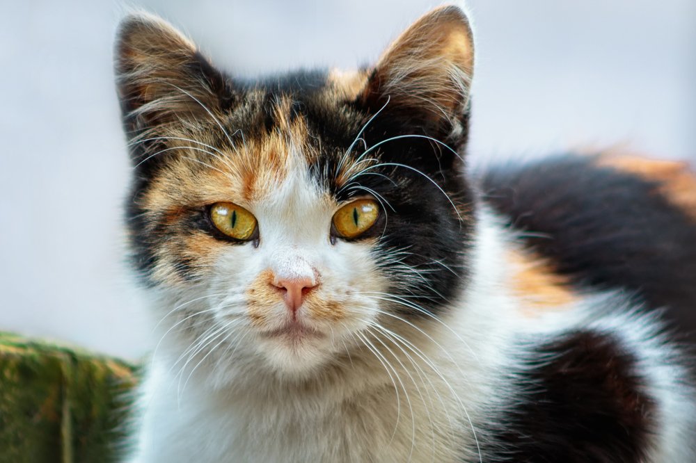 Photograph by Марина Хилько