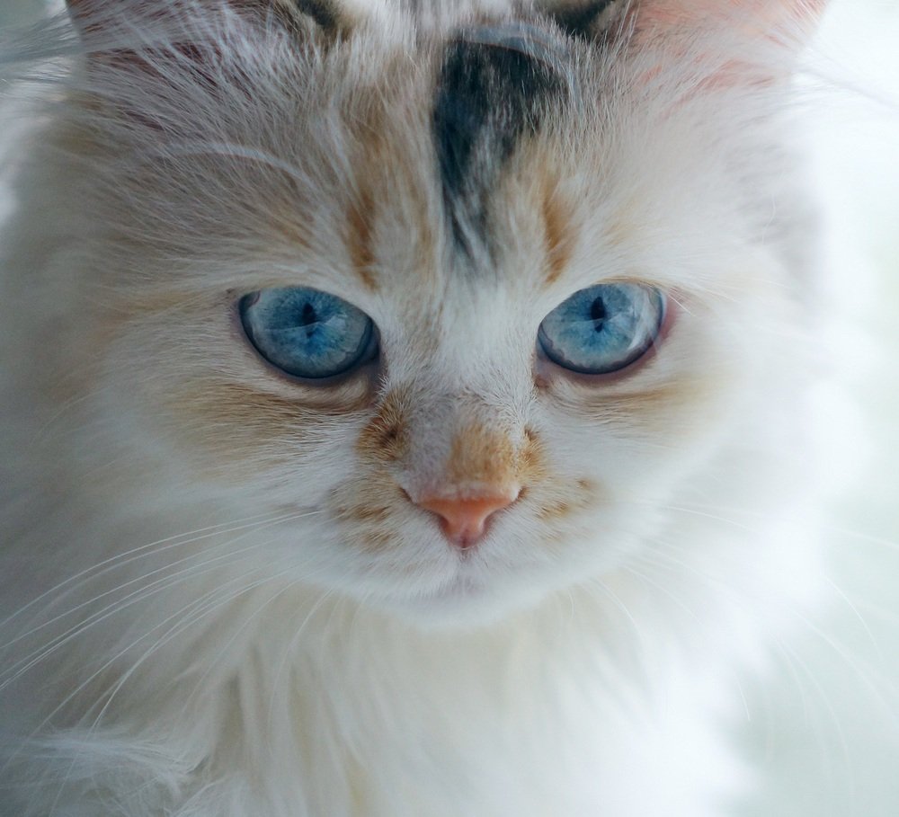 Фотография автора Valery Bel@kov