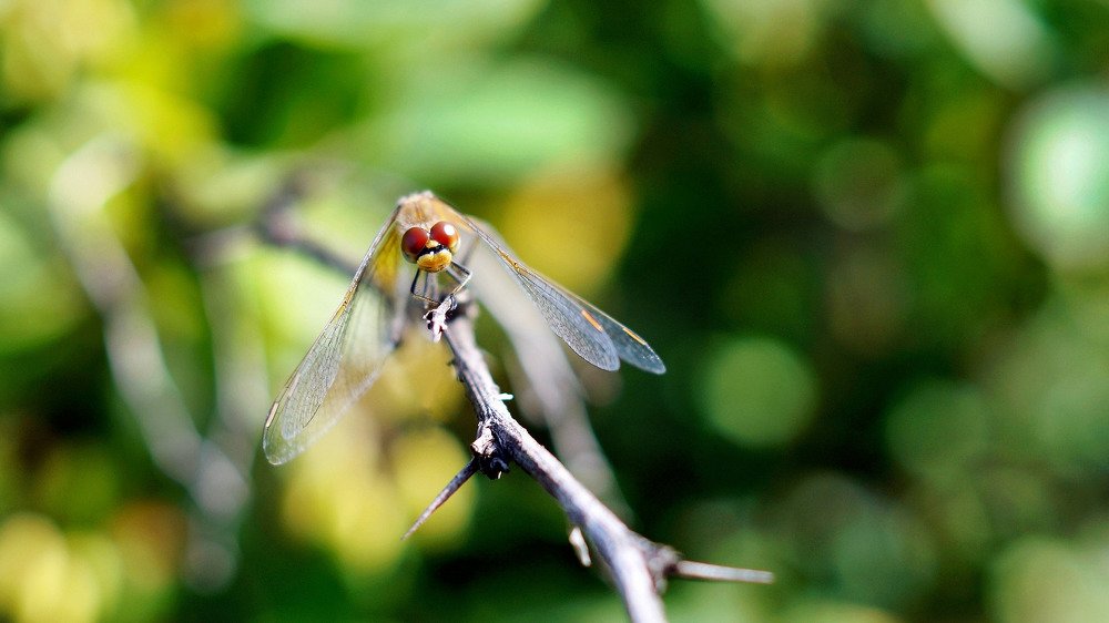 утренний моцион.