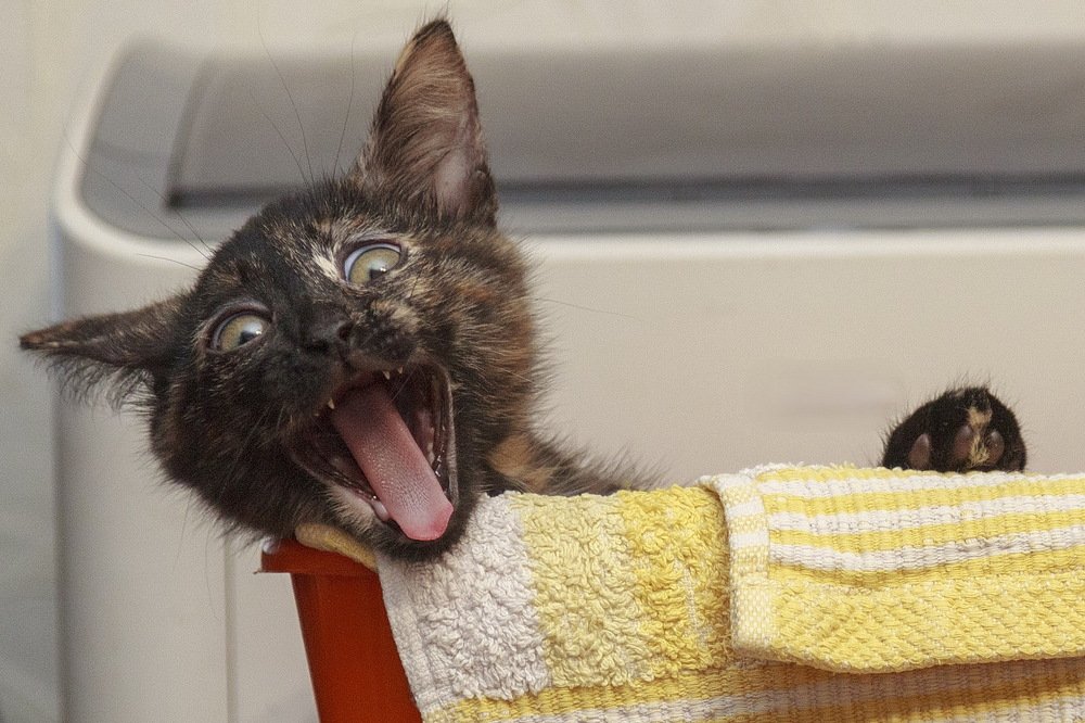 Бусиндосия Монструозная