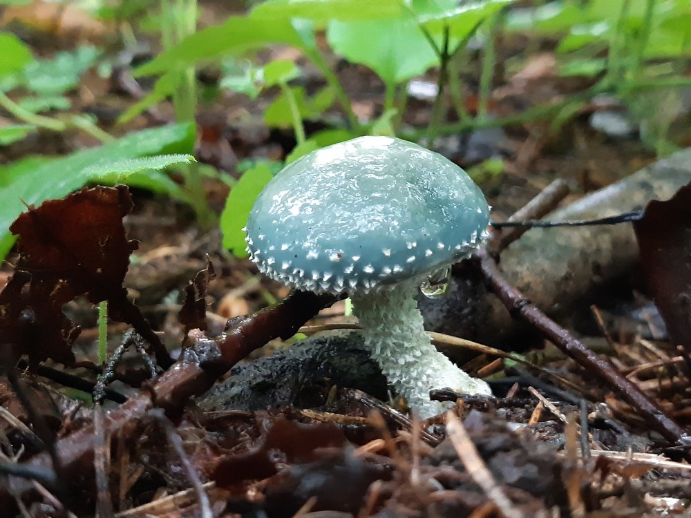 С капелькой