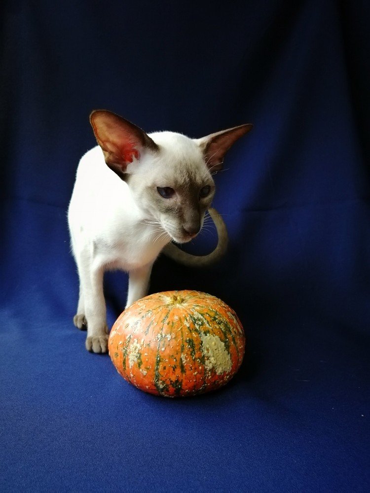 Дымка с тыквой