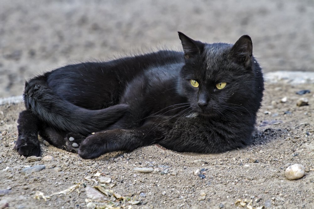 Не беспокоить! У меня отгул....
