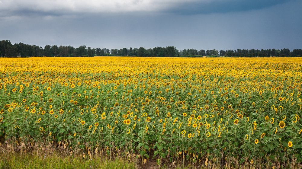 Photograph by Александр Лапшин