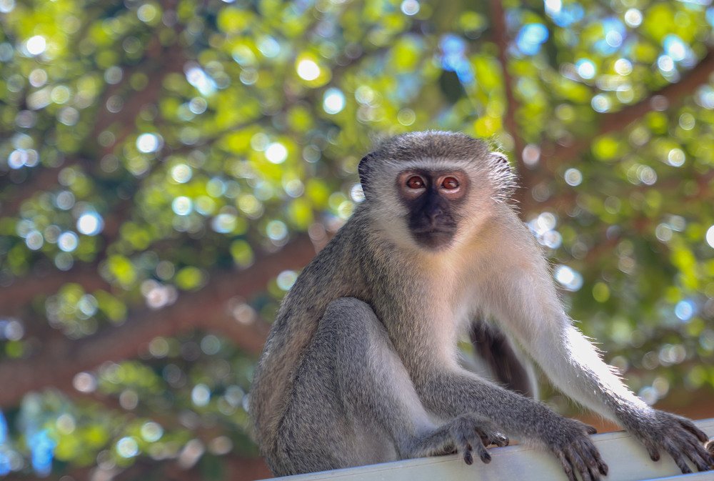 жизнь  на  дереве. поднимите  голову