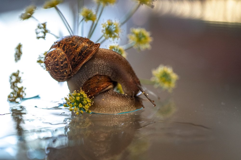 caracol sobre caracol