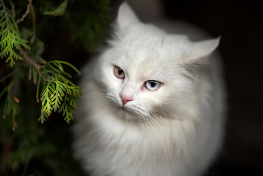 Раздумья под туей