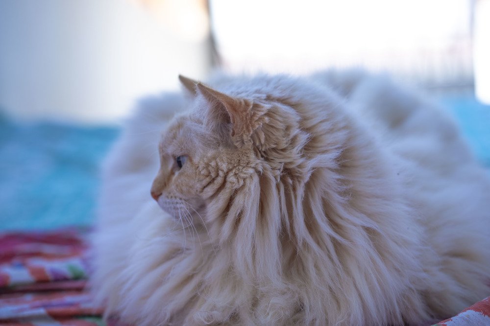 comtemplando el jardin