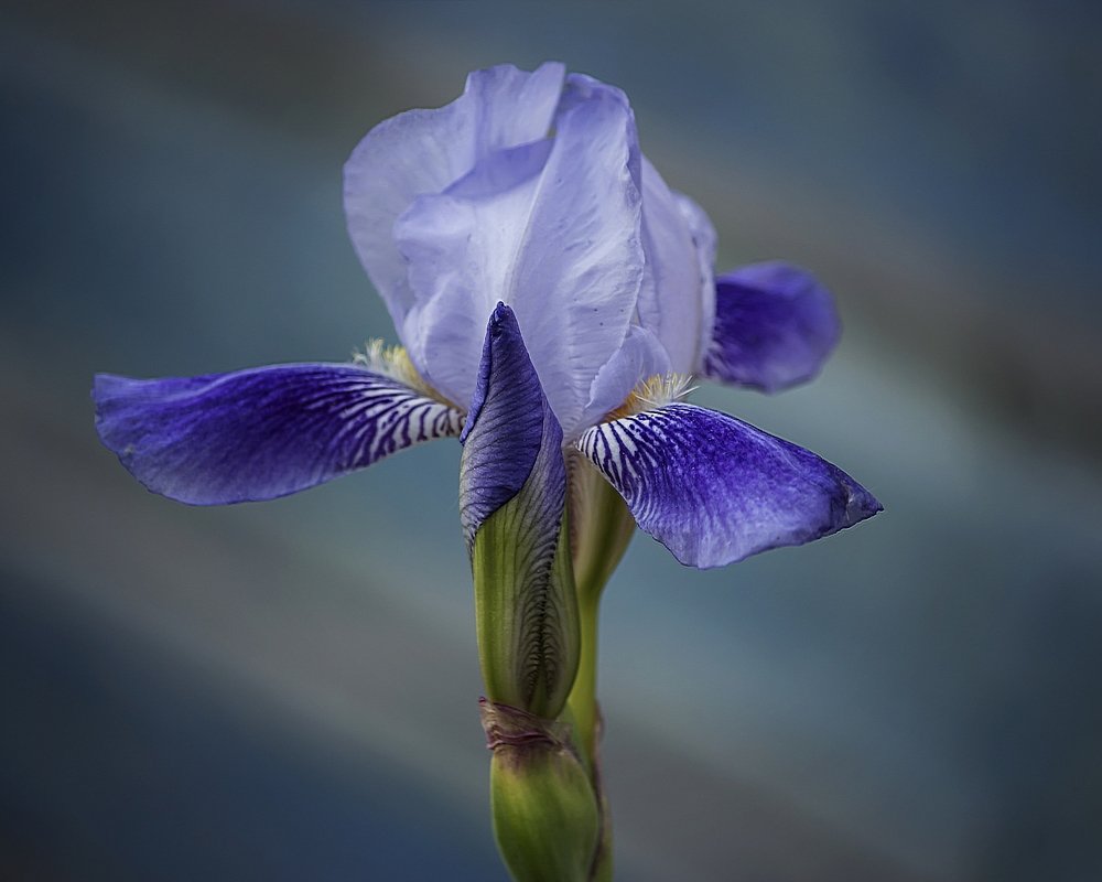 Сумеречный ирис