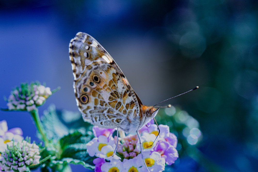mariposa en azul